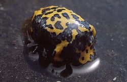 Gelbbauchunke Bauchseite